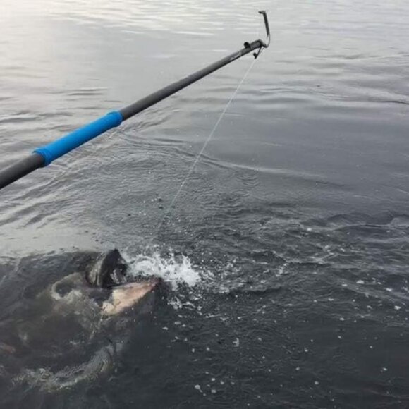 NEW CudaCuda Carbon Fiber Gaff - 8ft Shaft with 2" Hook - Picture 10 of 11